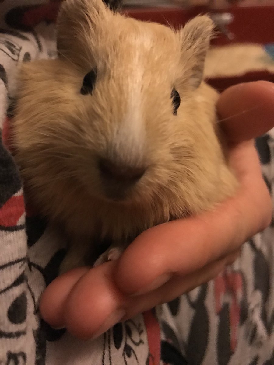 xChloeErin's tweet photo. How cute are my babies🐹😍 #guineapig https://t.co/UyUfADGmSR
