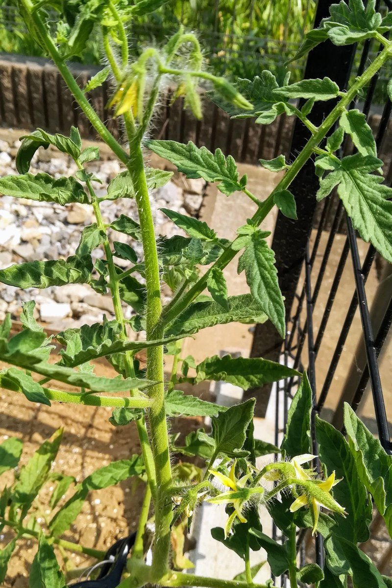 レッドゼブラトマトを育てよう 進捗ノート