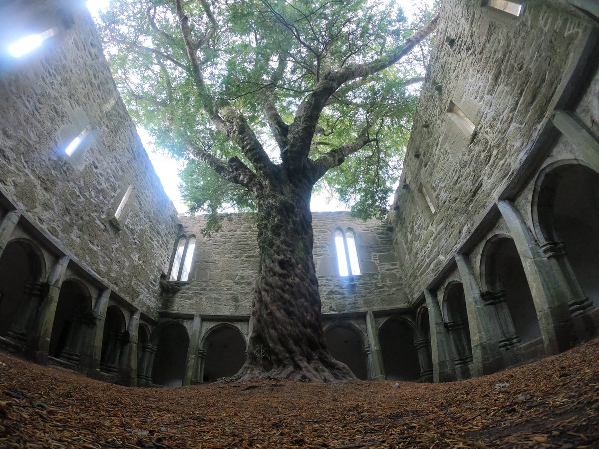 thedan2222's tweet photo. The stunning Yew tree centre piece of Muckross Abbey, Killarney, Co Kerry. #waw #wildatlanticway #failteireland #discoverireland #kerrytourism @wildatlanticway @Failte_Ireland @TourismIreland @DiscoverIreland https://t.co/Ju6pTeyKuS