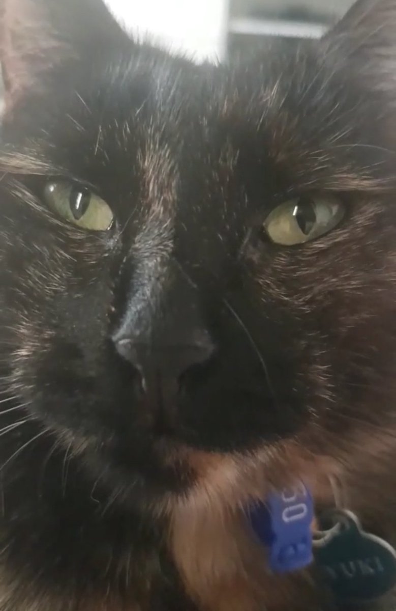 My cat legit just pressed play on the computer and @AmySharkMusic's "Drive You Mad" comes on #sasspuss