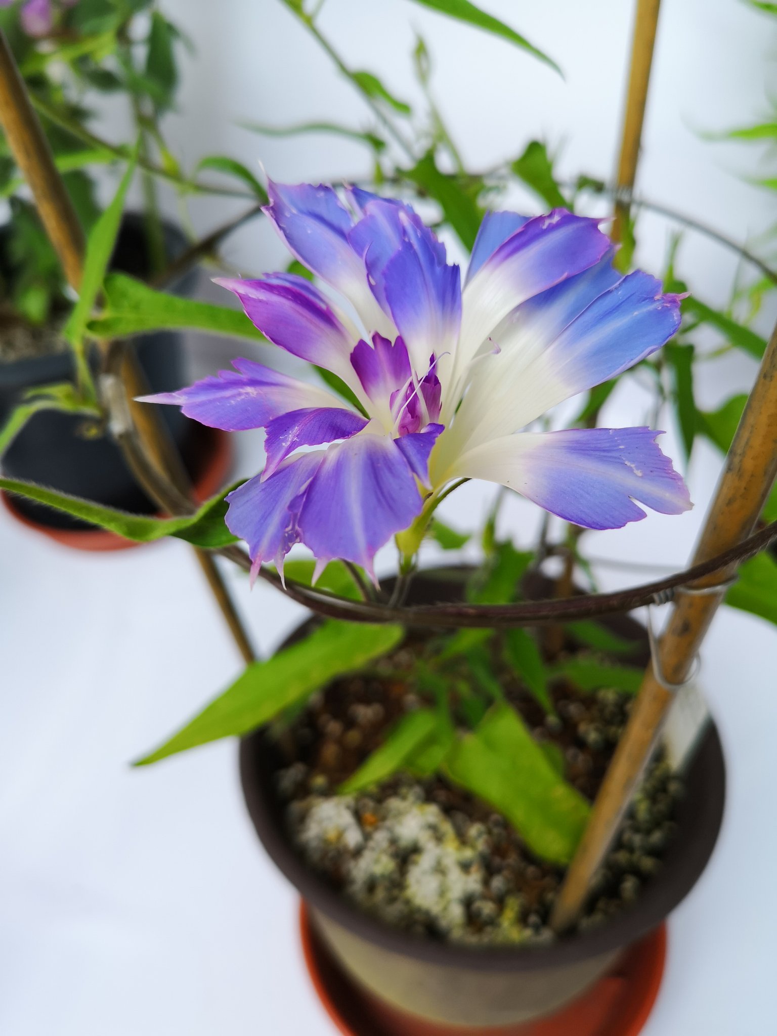 Caster 本日と明日 文京区春日にて 文京朝顔 ほおずき市 開催です 善光寺では変化朝顔の展示と ちょっぴりですが苗の 販売をしています ご興味がありましたら是非 W 変化朝顔 T Co Xjvxhtj0sd Twitter Caster 本日と明日 文京区春日にて 文京朝顔 ほおずき市 開催です 善光寺では変化朝顔の展示と ちょっぴりですが苗の 販売をしています ご興味がありましたら是非 W 変化朝顔 T Co Xjvxhtj0sd Twitter