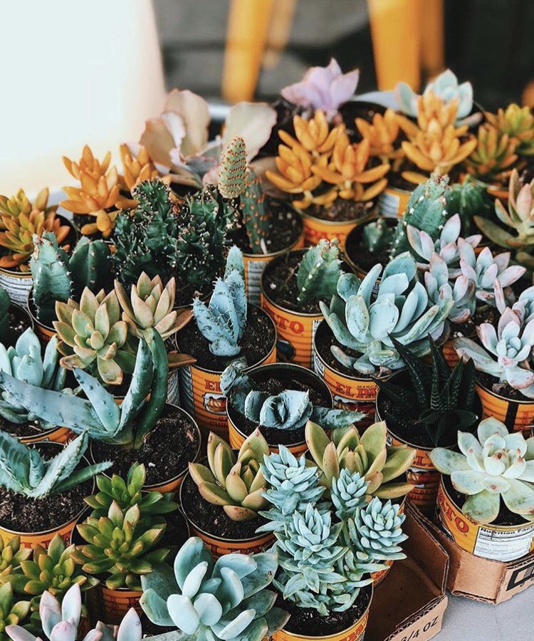 BankierApts's tweet photo. What plants will you have in your apartment? Succulents are a great low-maintenance option for during the school year! #plants #succulents #nature #college #apartment #uiuc #uofi #illinois https://t.co/ztQg7YhXiD