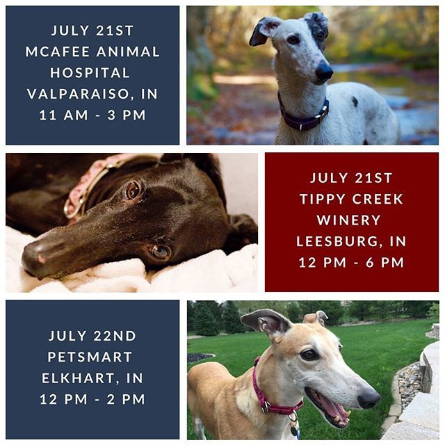 American Greyhound tweet media