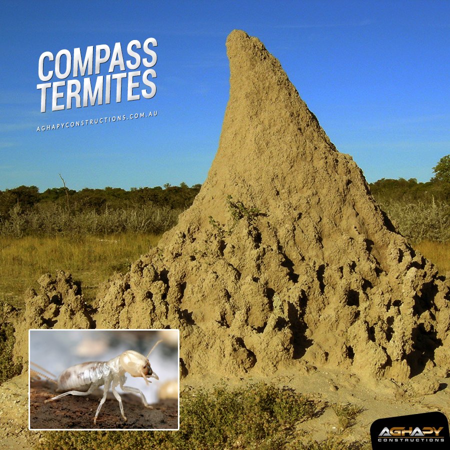 Aghapyconst's tweet photo. The compass termite builds large wedge-shaped mounds for nests. They build their nests underground, but above them they construct mud towers up to 3 metres tall, which contain channels linking the subterranean chamber to the outside air. https://t.co/qeMvnTiQh8