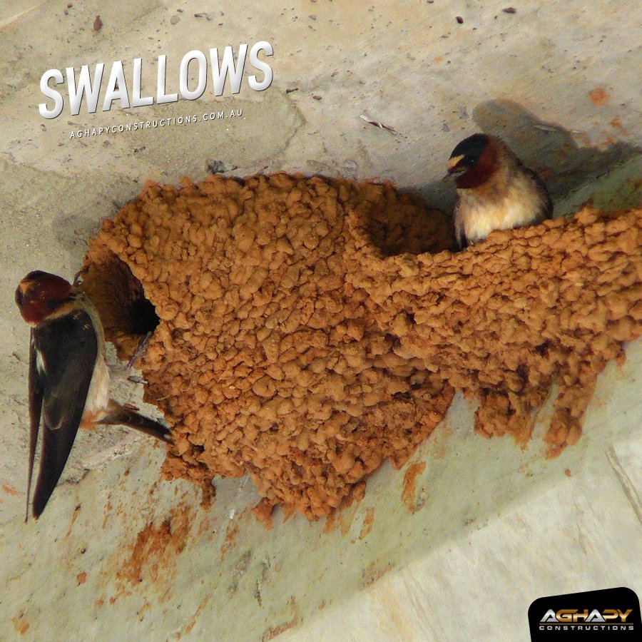 Aghapyconst's tweet photo. Swallows build nests out of various materials and some of them build nests out of their own saliva. 

Are you sociable like those birds? https://t.co/9PGLBoUWye