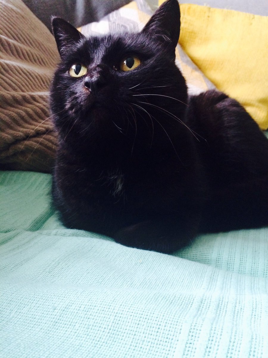 ArtTabitha8's tweet photo. My beloved cat Tink is missing for over a week in the Holywell Bay area,please can you keep a look out and check any sheds and garages and let me know if you see her thank you! @CornwallChatter #holywellbay #cornwall #missingcat @CatsProtection https://t.co/srBME3ssSc