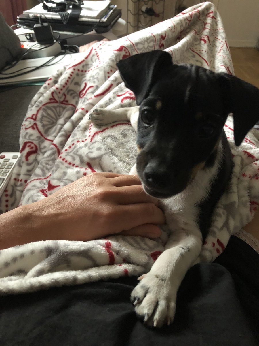 Mattsson86's tweet photo. Regnet vräker ner då tog jag och Labbetuss sovmorgon och lite mys i soffan medans Jan Ove är och tränar 2åringarna☺️😍 #rättvist #regnar #äntligen https://t.co/ey18EtdebM
