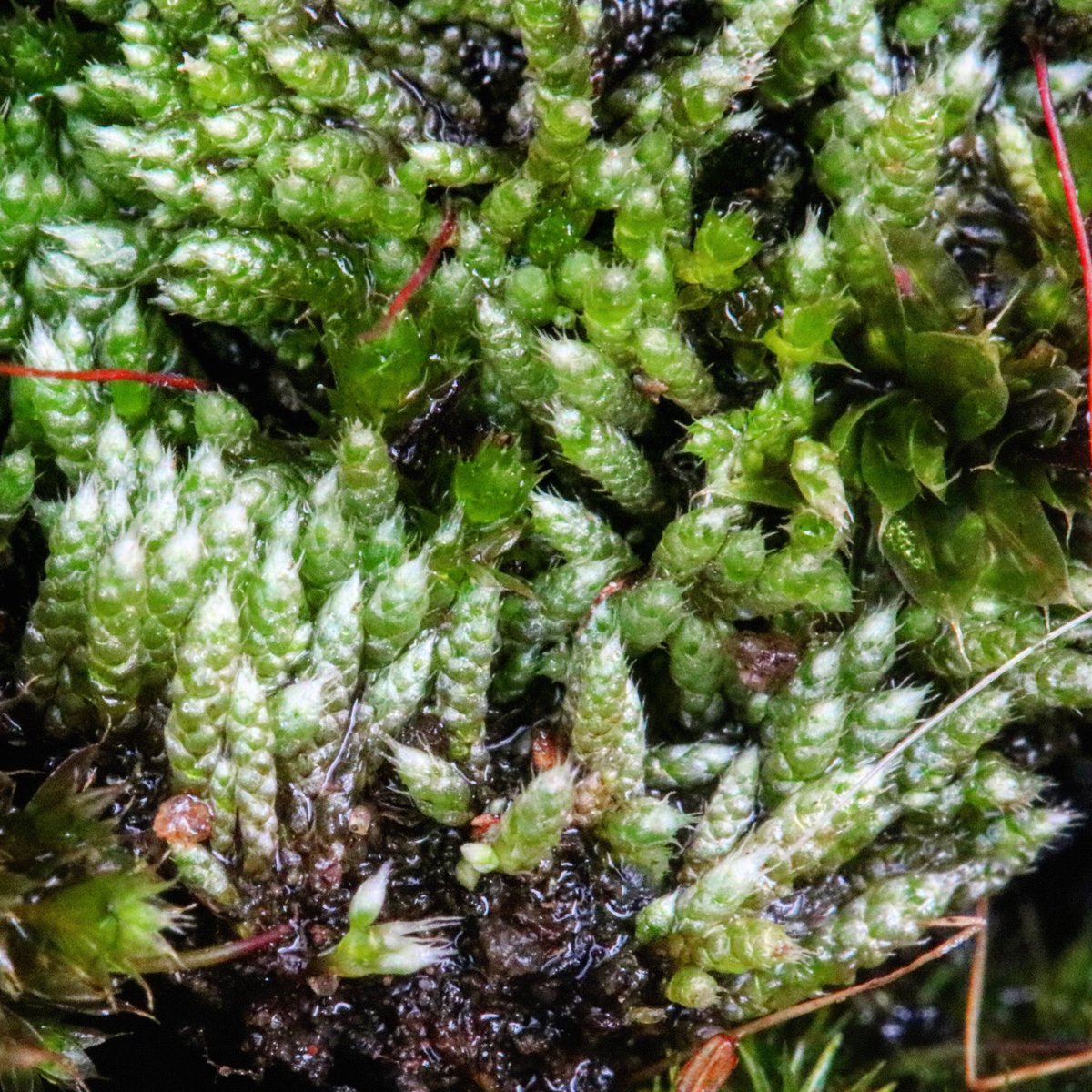 jason_nge's tweet photo. Moss season is in full swing here in Adelaide after the onset of winter rains. Here is a common silver moss - Bryum argenteum along with an accompanying Rosulabryum on the side.
#Bryum #Rosulabryum #Bryaceae #moss #mosses #AustralianMoss #bryophyte #macroPhotography https://t.co/YMvq28HUgD
