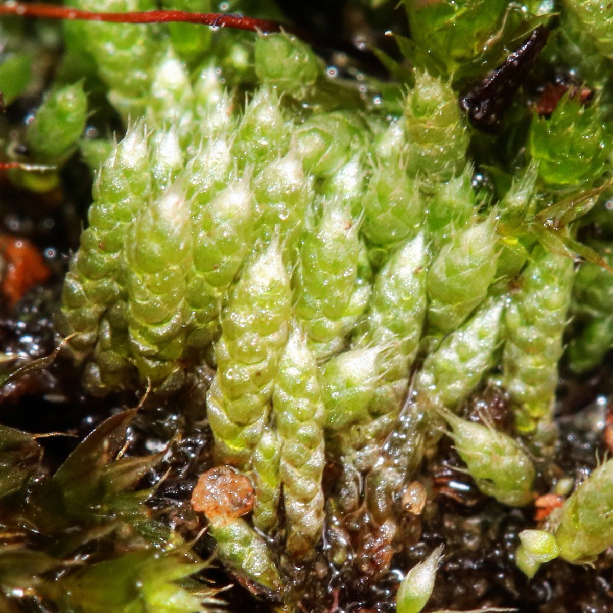 jason_nge's tweet photo. Moss season is in full swing here in Adelaide after the onset of winter rains. Here is a common silver moss - Bryum argenteum along with an accompanying Rosulabryum on the side.
#Bryum #Rosulabryum #Bryaceae #moss #mosses #AustralianMoss #bryophyte #macroPhotography https://t.co/YMvq28HUgD