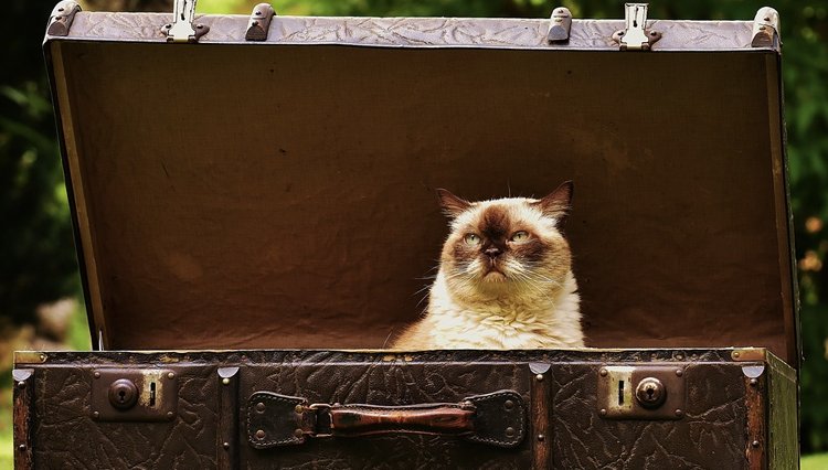 TailsLife's tweet photo. #CatCareTips #DYK
#Kittens are affected by #stress usually because of their #environment and other factors like:
Moving into a #NewHome
#MultiplePets in house
Being locked up for long time
No exposure to #FreshAir or #sunshine
Restricted from #outdoors
#CatLover #TailsLife https://t.co/rkjHHFBi2D