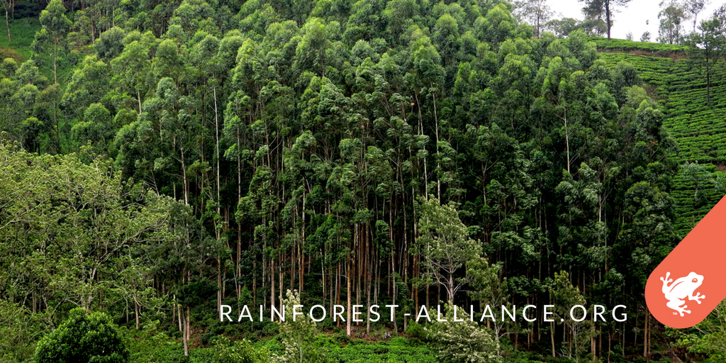 RnfrstAlliance's tweet photo. Trees know how to stay connected. Shouldn't we? We're #StrongerTogether: https://t.co/N0TZjMRXma #StrongForests https://t.co/u49mnGNOur