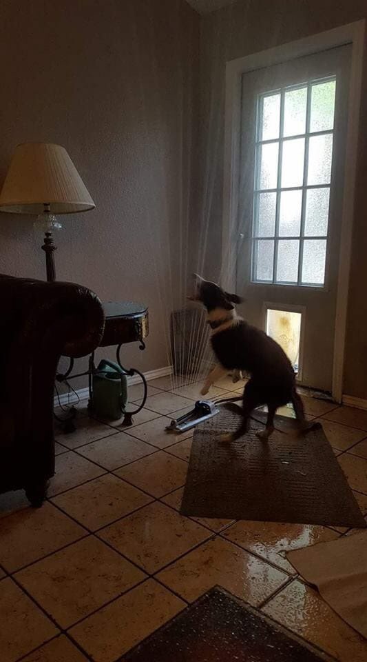 Justin_Leonard1's tweet photo. HE DRAGGED THE FUCKING SPRINKLER IN THROUGH THE DOGGY DOOR https://t.co/qXmc1E4qnD