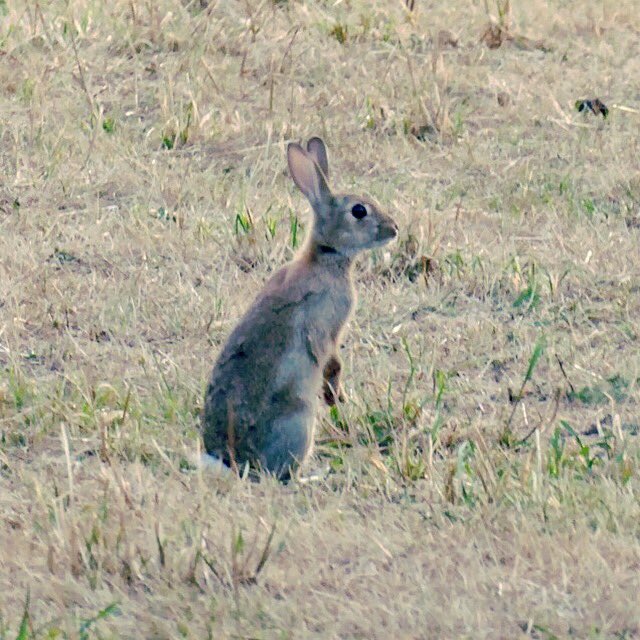 janssenmalte's tweet photo. Nur ein bisschen #Rabbitcontent auf Twitter. https://t.co/GYAB0QklmX