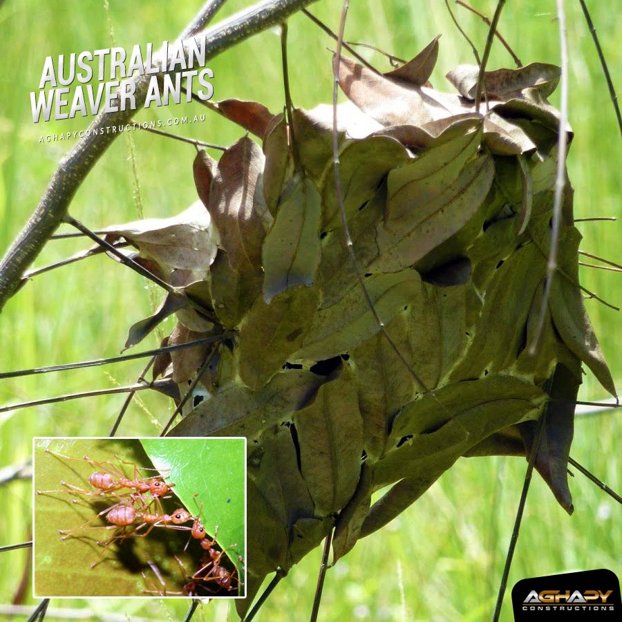 Aghapyconst's tweet photo. The Weaver Ants use live leaves bound by silk they produce to make their nests. 
Did you expect that ants have their own homes?? https://t.co/74G9K1N276