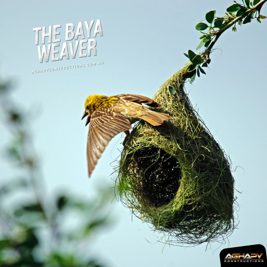 Aghapyconst's tweet photo. They use their beak to weave twigs. the Baya Weaver birds build their nests in Acacia trees and thorny palms.
 Have you ever seen this bird’s nest in real, maybe around your house?! https://t.co/kyAGUwa1d9