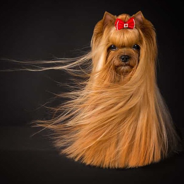 uconceptglasgow's tweet photo. Hair goals 😍 #dogphotooftheyear https://t.co/VaZj0BB02b