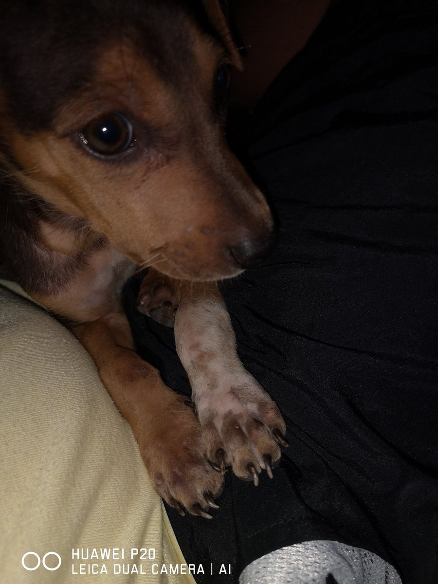 ealphand's tweet image. Se llama LATTE, lo recoji ayer, ya lo lleve al vete, ya no se me despega, que hago, me lo quedó? #Adopta #Streeter #Mestizos