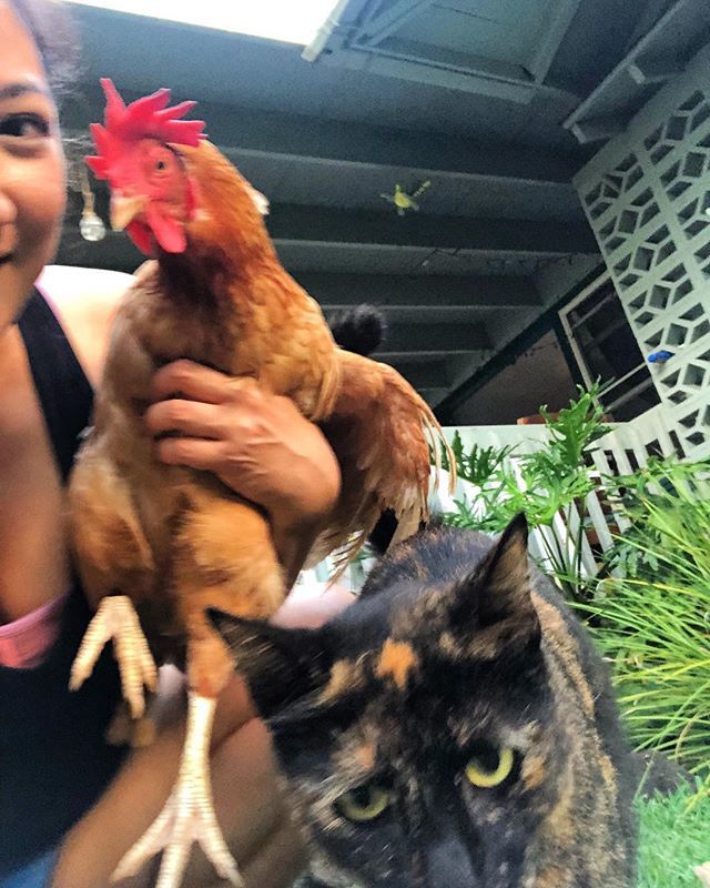 jenkakio's tweet photo. I’m just sitting here on the corner of awesome and bomb dignity 😎 #YourVibeAttractsYourTribe #SelfieGameOnPoint #YeahYou #UrbanFarming #LookAtAllThoseChickens #catsofinstagram #KailuaKineTingz #IsThereAChickenOfInstagram #ChickenOfInstagram (oh shit!… https://t.co/3vOcGwiYbd https://t.co/Mh8JskWhhS