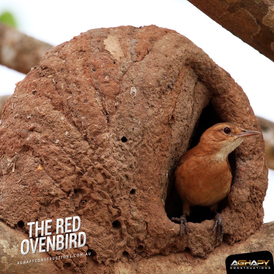 Aghapyconst's tweet photo. They made their home from clay and mud. These strong nests provide the birds with a secure place to live. 
Have you ever thought that birds can be able to build their nests like these? https://t.co/YxzgS2NiB8