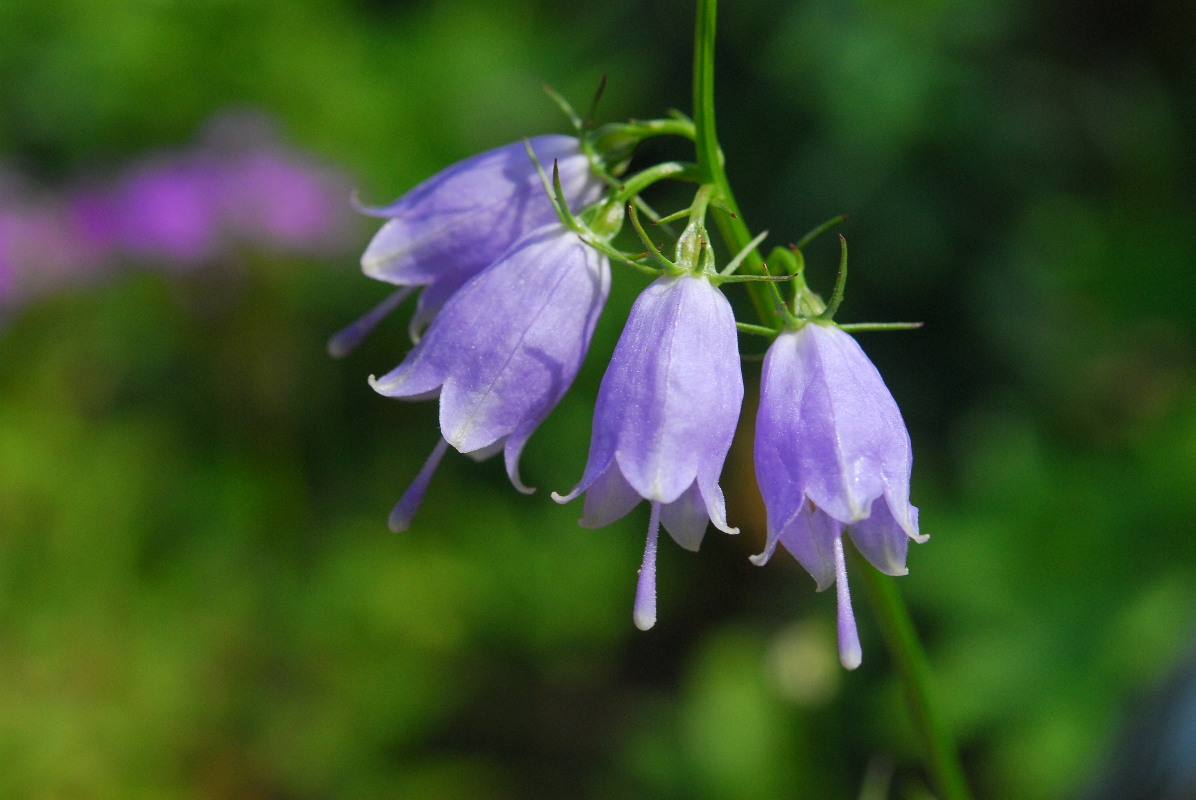六甲高山植物園 ハクサンシャジン の花が咲いています キキョウ科ツリガネニンジン属 亜高山帯から高山帯の草地に生える多年草 日本固有の植物です 優しい花色 鐘形の可愛らしい花姿 癒されます 白山お花畑エリアにて T Co