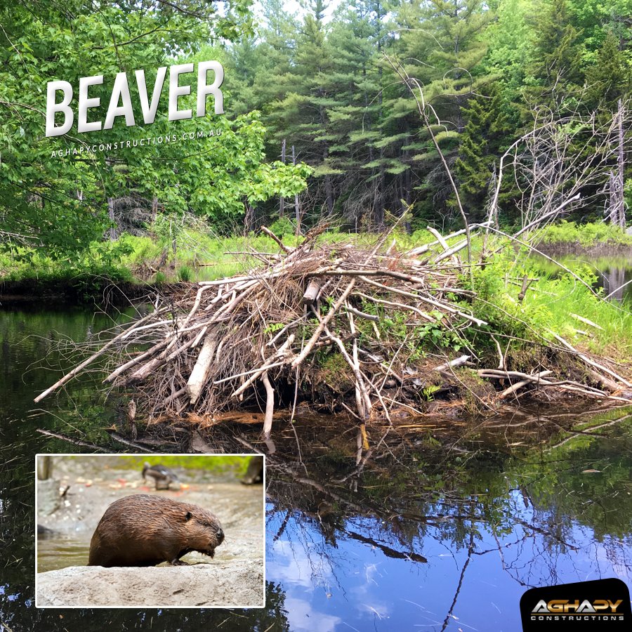 Aghapyconst's tweet photo. They fell trees and gather sticks and mud to construct dams and then build their lodge.
Have you ever think these cute animals are intelligent too? https://t.co/9hDd1waL8W