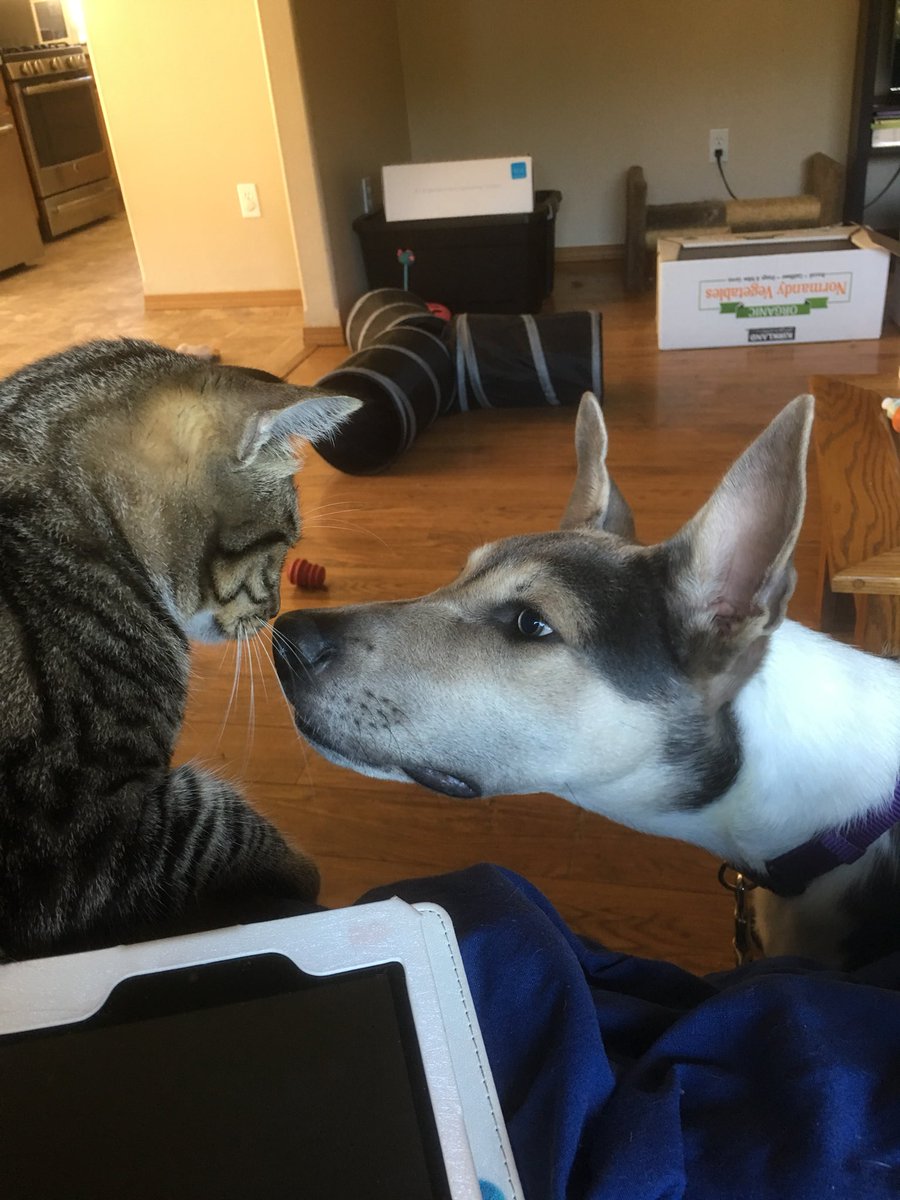 thekittensthree's tweet photo. Friends? https://t.co/aDvDaOcX2K