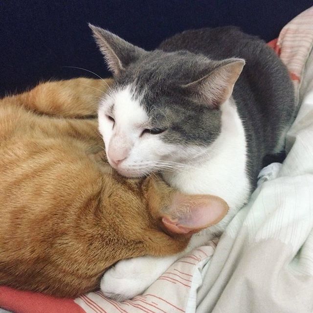 MissJanome's tweet photo. When your brother is so tired, that you have to hold his head up 😍 😂#catsofinstagram https://t.co/ut1uRFJ36m https://t.co/TlG3jdkj6z