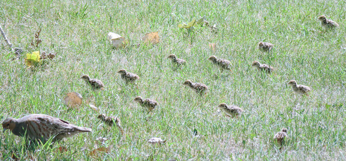 photo57's tweet photo. OMgosh, so cute! 13 tiny #graypartridge #chicks running quickly behind their mom in the park, then settling low and together in the grass to hide from me with my camera #alberta #edmonton #yegparks https://t.co/i29qcIUqPM