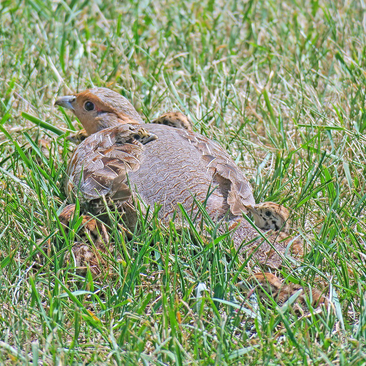 photo57's tweet photo. OMgosh, so cute! 13 tiny #graypartridge #chicks running quickly behind their mom in the park, then settling low and together in the grass to hide from me with my camera #alberta #edmonton #yegparks https://t.co/i29qcIUqPM