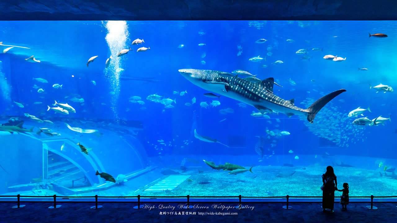 青嵐 自然写真家 沖縄美ら海水族館の ジンベイザメ デスクトップ壁紙集 T Co Qanigt9dgk 美ら海水族館 ジンベイザメ マンタ 沖縄 壁紙 デスクトップ壁紙 T Co Djrlnj0pcs Twitter