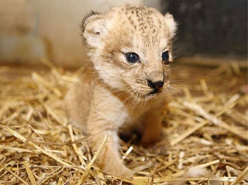 CutePetsOnline's tweet photo. #ifb #TrapaDrive #followback #cute #lion #cub #furry #cat #kitty https://t.co/uiZSkzWPP8