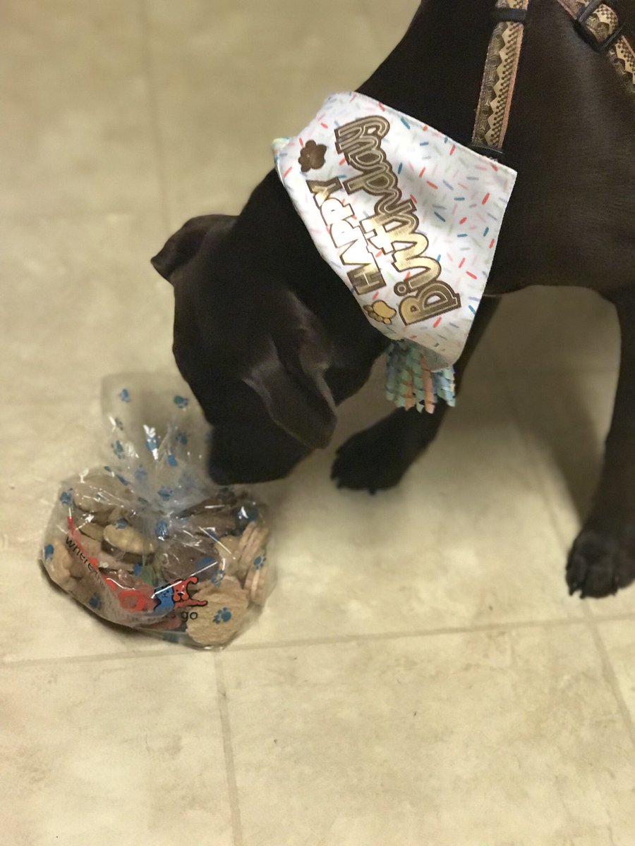 Ararus13's tweet photo. Petco for the win on Tele’s bday! They treated her like royalty 👑 and gave here a pound a treats! #PetcoParty https://t.co/svM25NmQb7