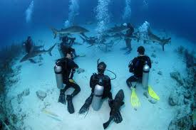 BaliFunService's tweet photo. Diving course #diving #course #underwater #photography #balidiving #PADIdive #travel https://t.co/d2Ib08QBv2 https://t.co/jhx0dWLC8l