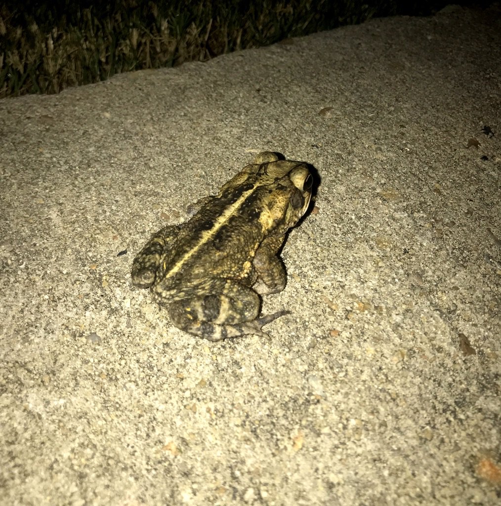 KR0AKilo's tweet photo. Another new friend! 🐸 https://t.co/iFZwAsksc7