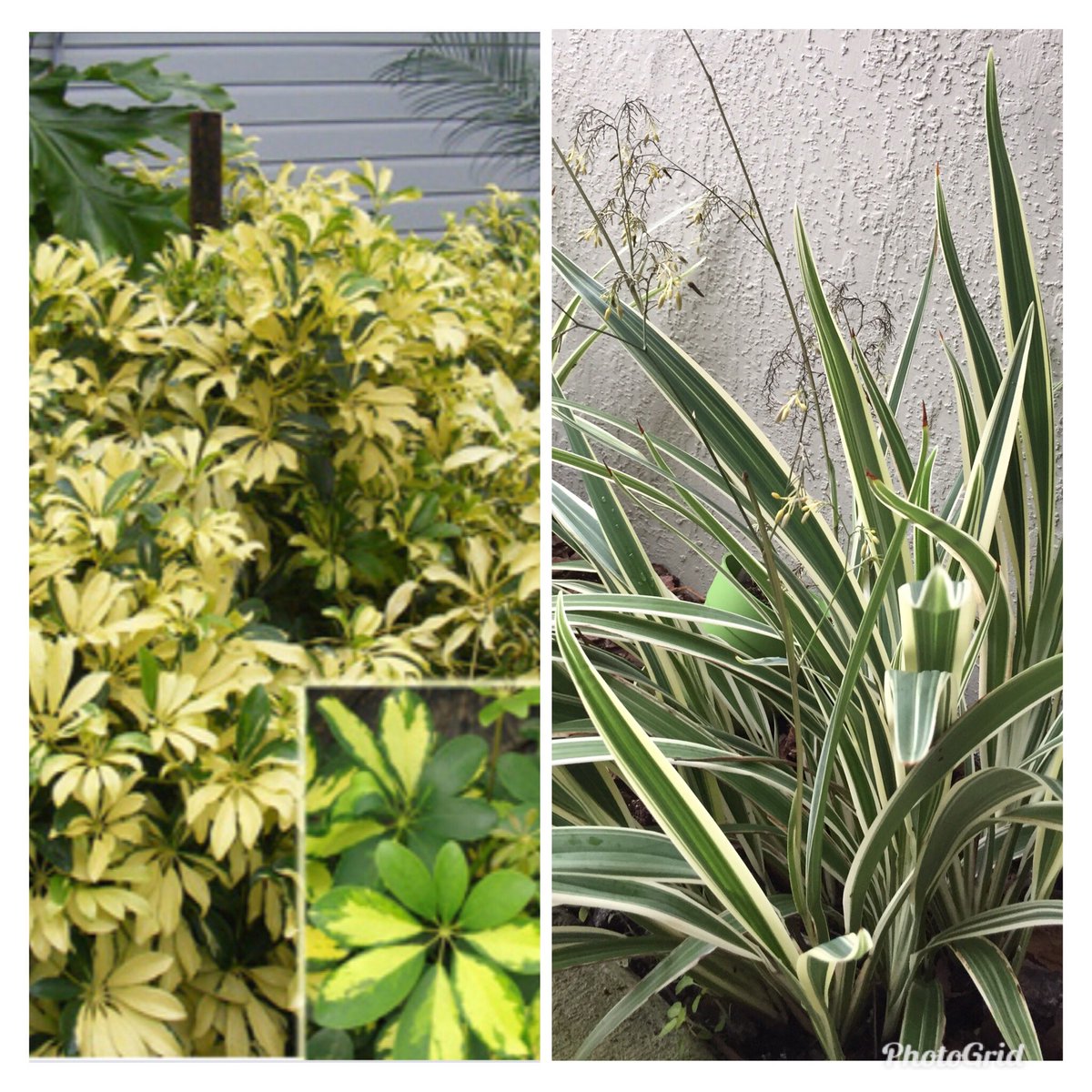 Hey <a href="/freedomvolusia/">Freedom Elementary School</a> come be part of beautifying our campus on July 27 from 6am-10am. Bring tools, gloves and Schefflera or Blueberry Flax Lily plants. Our faculty and staff are donating time and plants. Will you as well?   Water and donuts provided. See you there.