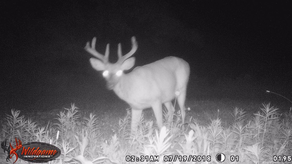 Milkamp3's tweet photo. It's going to be a good year hunting I think. Right out my door. Thank you Lord for the opportunity to harvest these amazing creatures. IJNAmen #bow4life #michbownhunter https://t.co/w1jcOqMYXE