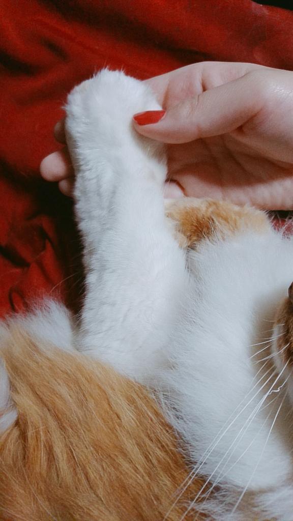 うちの猫はなまらかわいい 猫さんに関する 世界一いらない報告をする見た人もやる が必要な報告ばかりだった Togetter うちの猫はなまらかわいい 猫さんに関する 世界一いらない報告をする見た人もやる が必要な報告ばかりだった Togetter