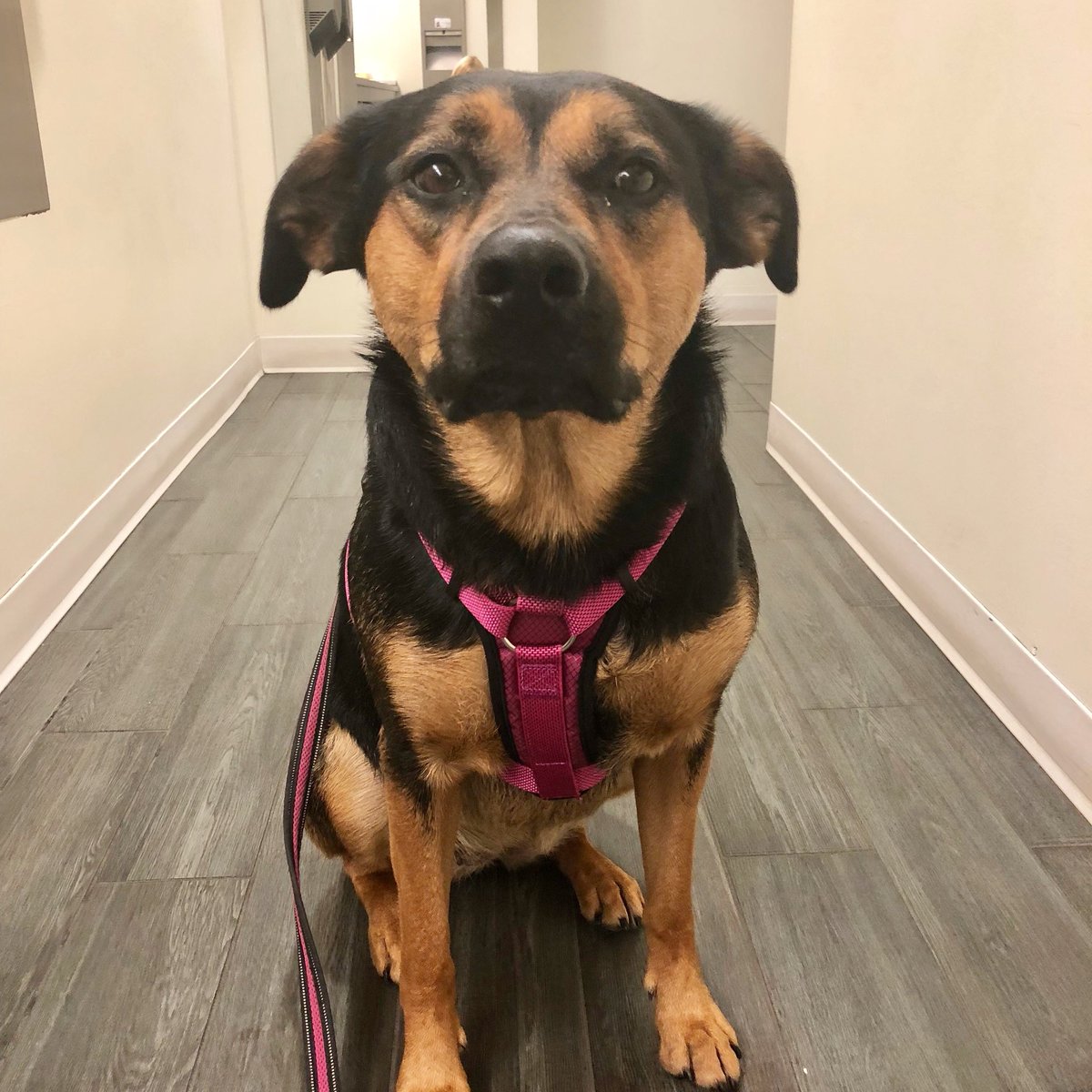 samantha_falk's tweet photo. She wouldn’t tell me her name, but this week’s #HootDog was captured patiently waiting inside the women’s washroom at HQ2 #HootsuiteLife #HappyFriday    😍🐶 https://t.co/nhSTFayOGb