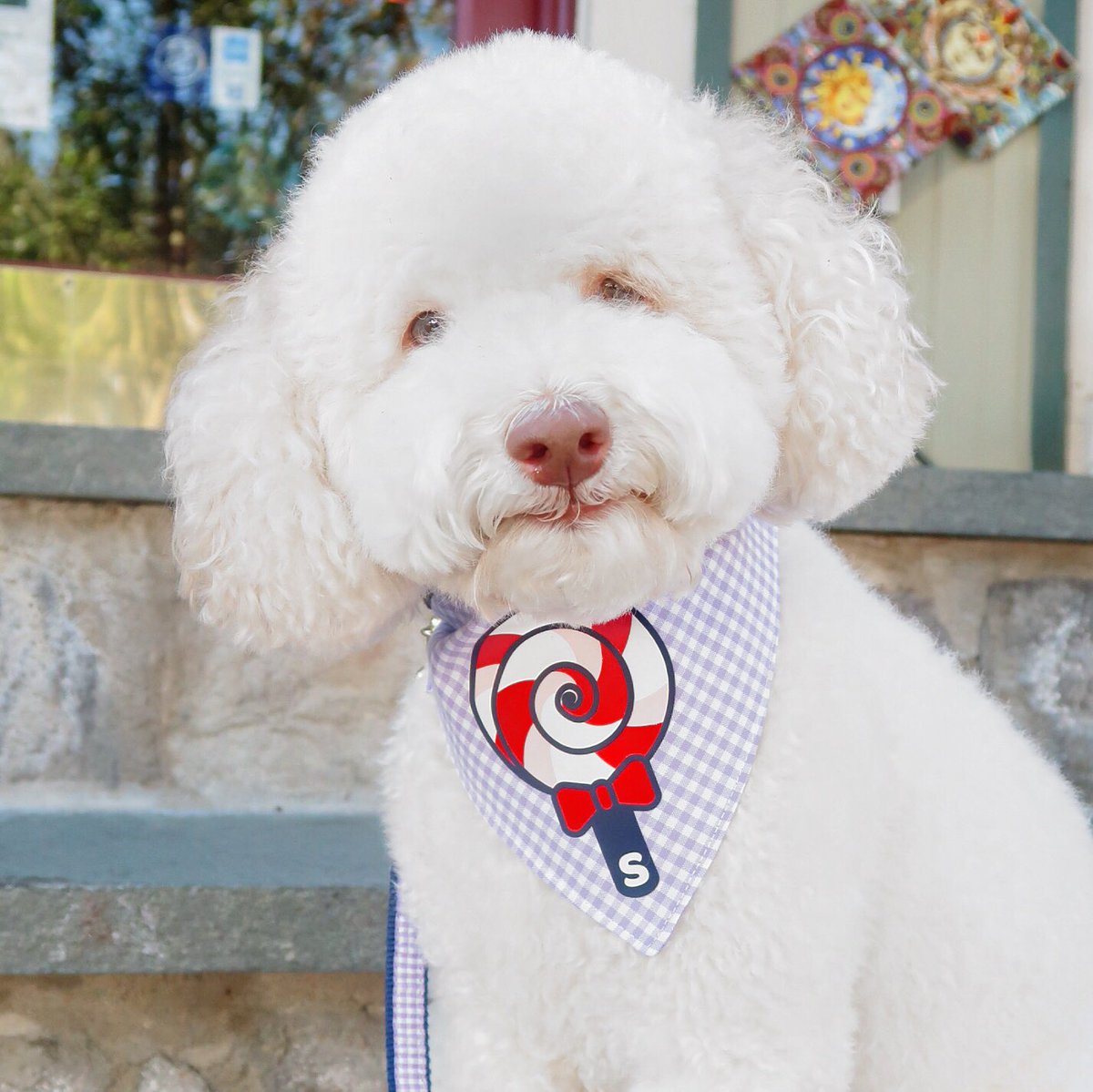 skyliedoodle's tweet photo. #NationalLollipopDay 🍭 was a raging success! There were lollies &amp; licks all day long! #skylieryce #skyliedoodle 

🍭 gingham bandana: @CliveandBacon
💜 gingham leash &amp; collar: @UpCountryInc https://t.co/4qzQo1s4mh