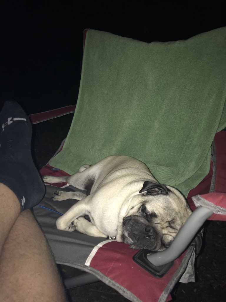 charles_pug's tweet photo. Rough Weekend of Camping. #puglife #camping #campsd #popupcamper https://t.co/P2OPPRT09h