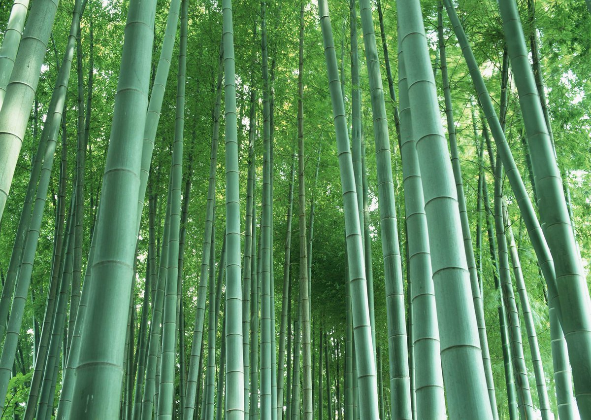 Dallastzz's tweet photo. Lingering Charm of Bamboo Grove https://t.co/vzpbEDrWCE