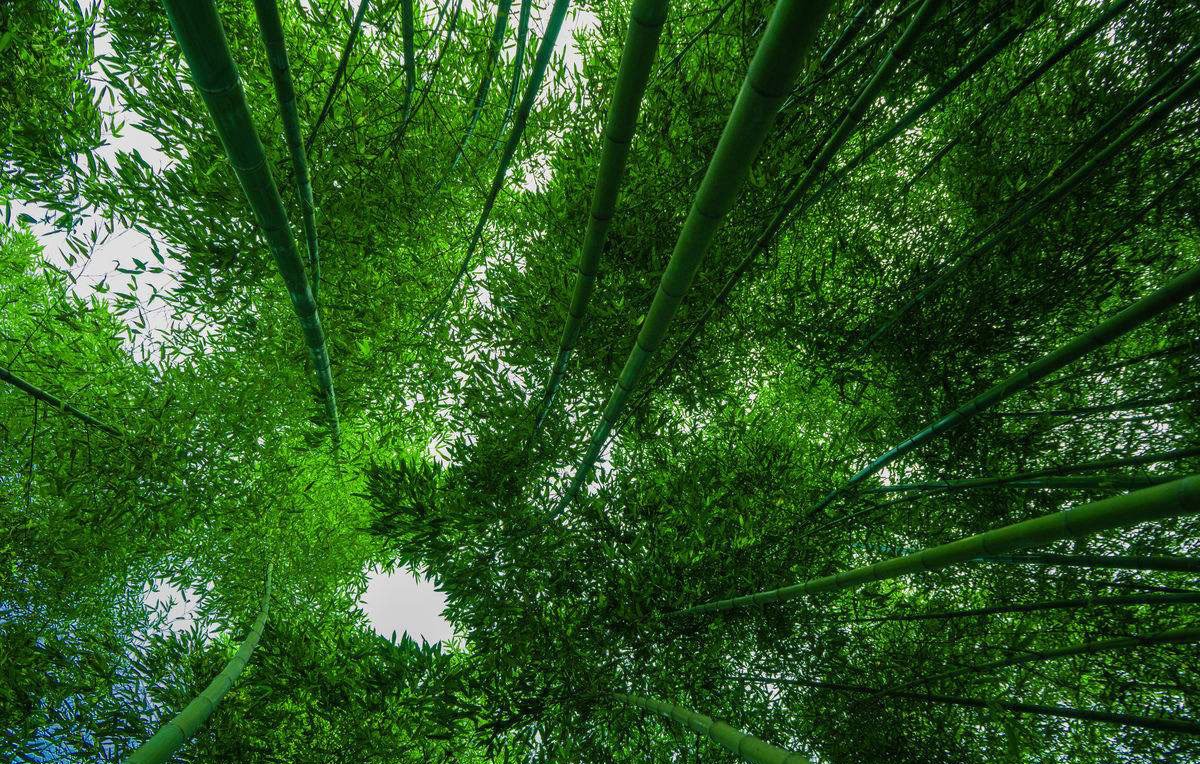 Dallastzz's tweet photo. Lingering Charm of Bamboo Grove https://t.co/vzpbEDrWCE