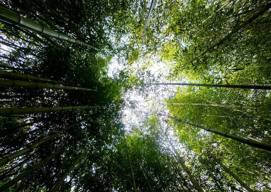 Dallastzz's tweet photo. Lingering Charm of Bamboo Grove https://t.co/vzpbEDrWCE