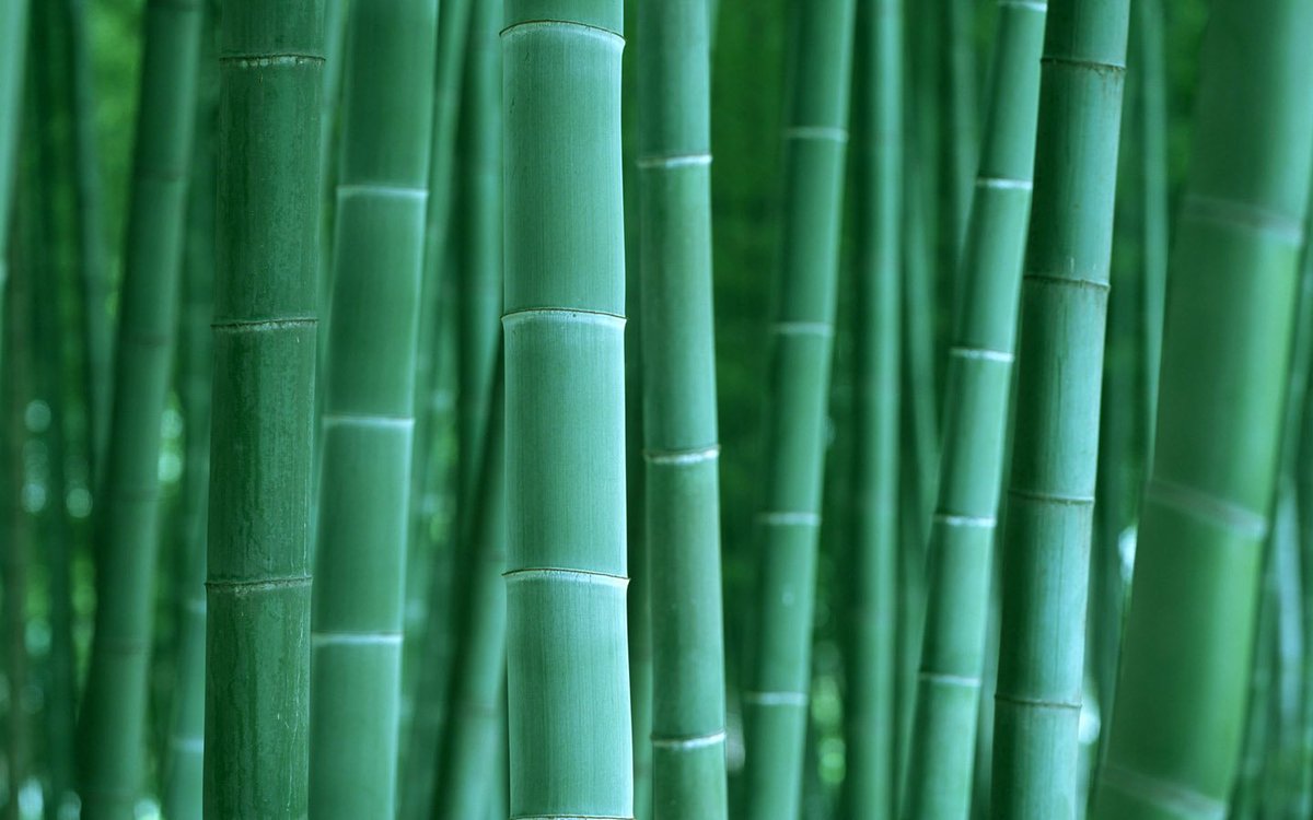 Dallastzz's tweet photo. Lingering Charm of Bamboo Grove https://t.co/vzpbEDrWCE
