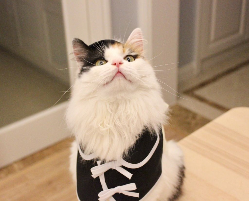 YcsjPet's tweet photo. Pretty https://t.co/IZvzANnugb