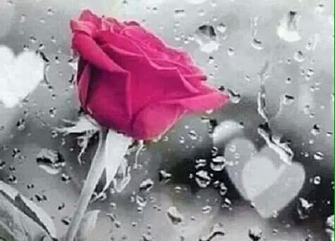 연약한 사람이
강해지기 까지는

많은 힘듦을
이겨냈다는 것 이다

순한 사람이
독해졌다는 것은

많은 아픔을
견뎌냈다는 말이다 

따뜻한 사람이
차가워 졌다는 것은

많은 눈물을
참아왔다는 뜻 이다