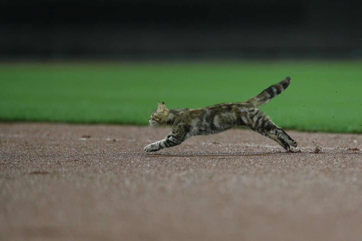 Cat Runs on Baseball Field