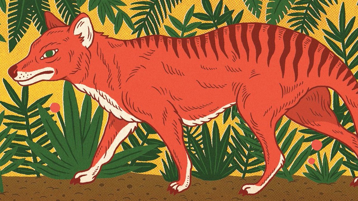 NewYorker's tweet image. Could the Tasmanian tiger, a global icon of extinction, still be alive? nyer.cm/wWuLb25