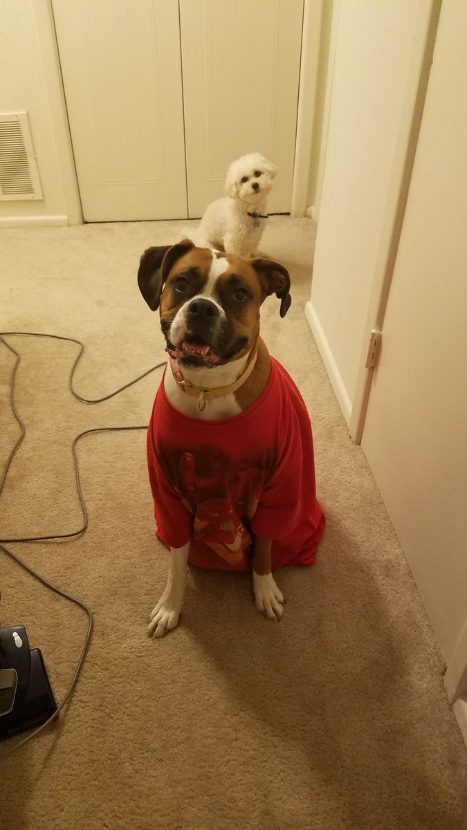 ShMcD82's tweet photo. I am iron man #boxerdog #boxerdog #boxers #boxers https://t.co/RRf70Bm0d4