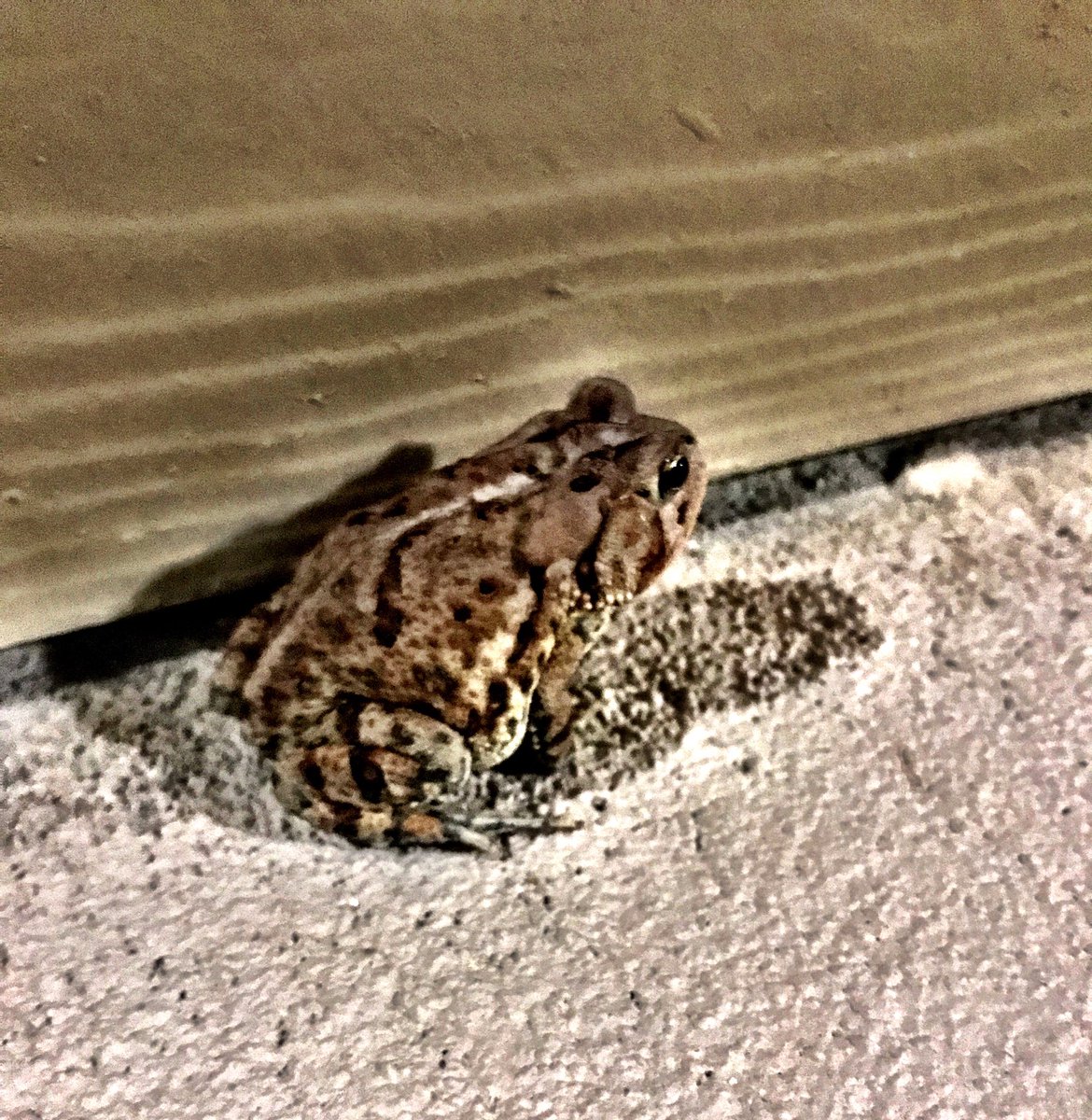 KR0AKilo's tweet photo. I’m back! 🐸 https://t.co/s6YfoqL1BH
